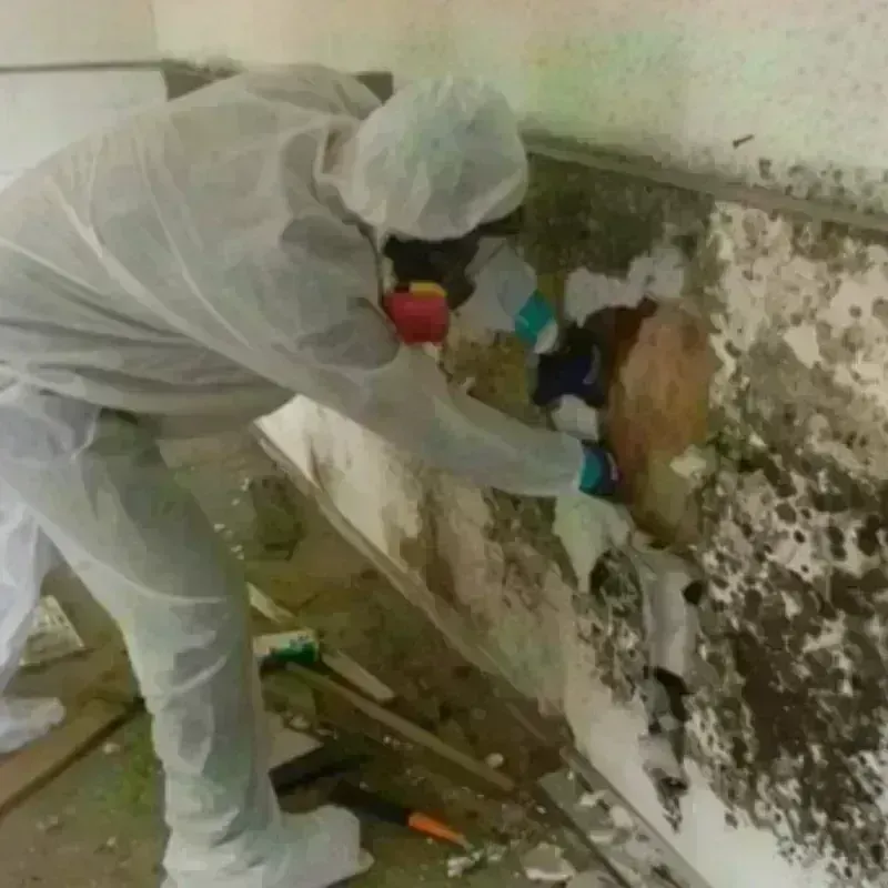 Mold Remediation and Removal in Berkeley Heights, NJ